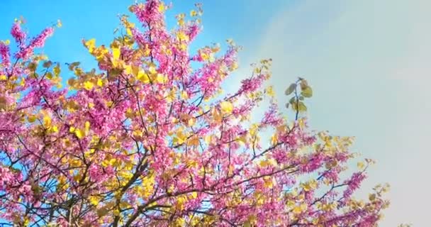 Bahar ağacı pembe çiçekli badem dalında, rüzgarda, mavi gökyüzünde, her gün dalda çiçek açar. — Stok video