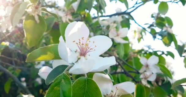 Spring tree with white flowers almond blossom on a branch background, on sunset sky with daily light with sun — Stock Video