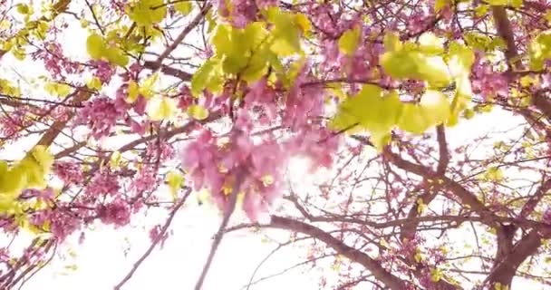 Pohon musim semi dengan bunga merah muda Almond mekar pada cabang dengan gerakan di angin, di langit biru dengan setiap hari — Stok Video