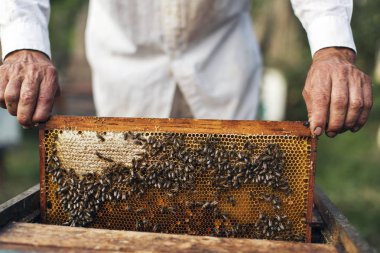 Çerçeve, bir arı kovanı