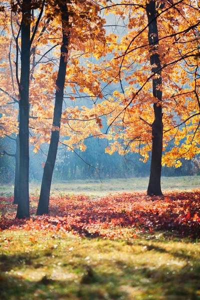 güzel sonbahar park