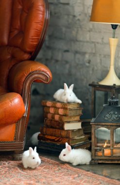Beyaz tavşan kitap yığını üzerinde oturan