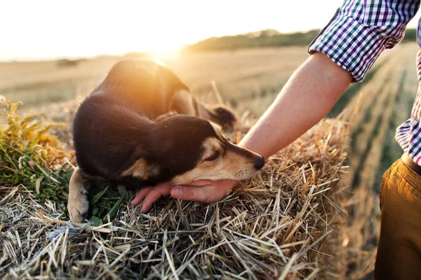 Köpek namlu üzerinde erkek el koymak.