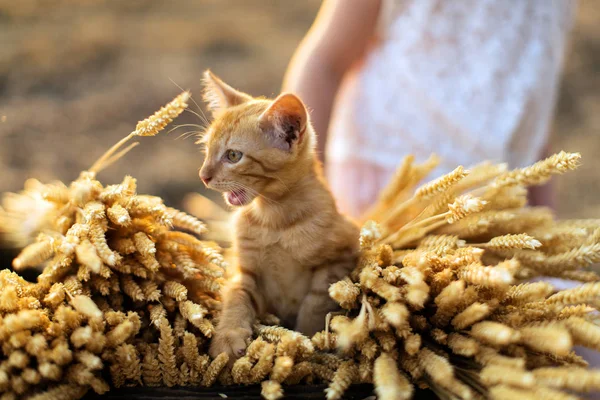 Mısır kulaklara oturan kedi demet