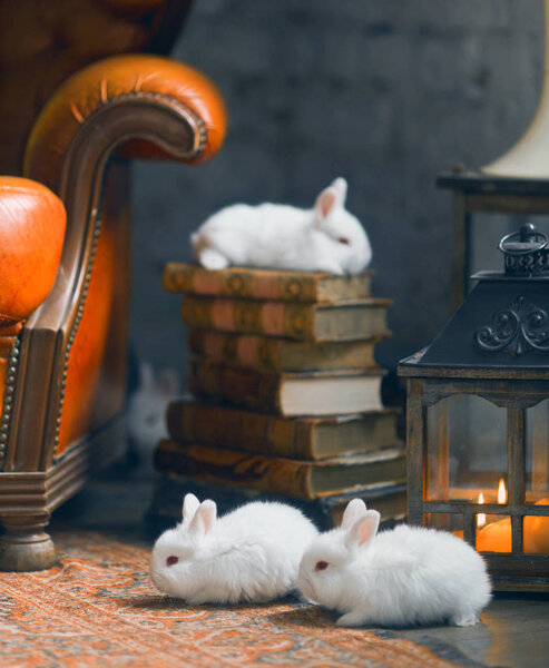 White rabbit sitting on stack of books