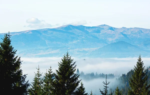 Landscape with spruces and snowy mountains — Stock Photo, Image