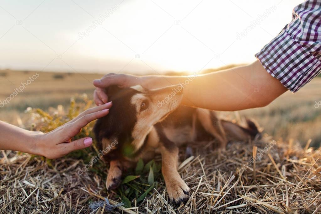 Female and male hands stroking dog