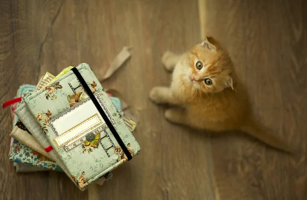 yığın kitap oturan kedi