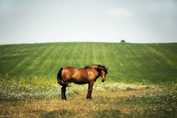Un cheval debout dans un champ herbeux — Photo