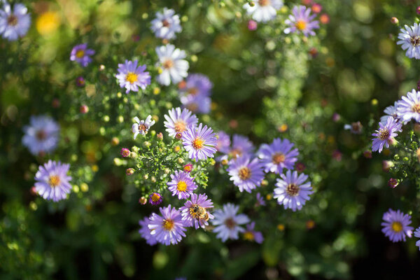 ароматические астеры
