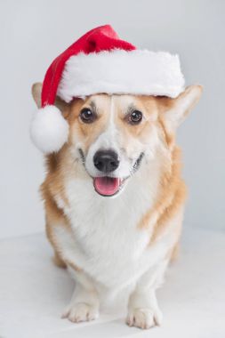 Galce Corgi köpek Noel Baba şapkası