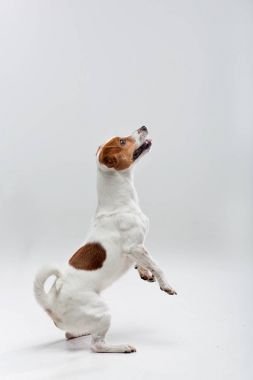 Kriko Rusya korkunç atlamak hazırlanıyor 