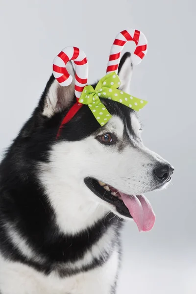 Bozal de perro husky siberiano con cuernos —  Fotos de Stock