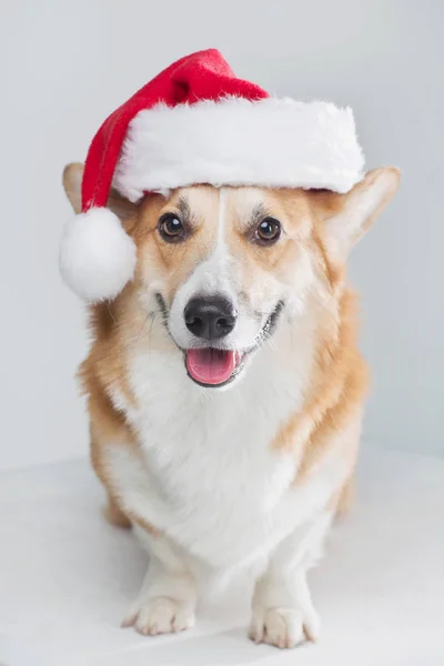 Cão Corgi galês em chapéu de Santa — Fotografia de Stock