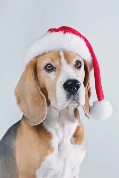 Pies rasy Beagle w Santa hat — Zdjęcie stockowe