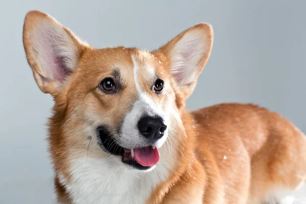 Welscher Corgi Hund schaut zur Seite — Stockfoto