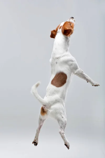 Jumping Jack Russell terrier — Zdjęcie stockowe