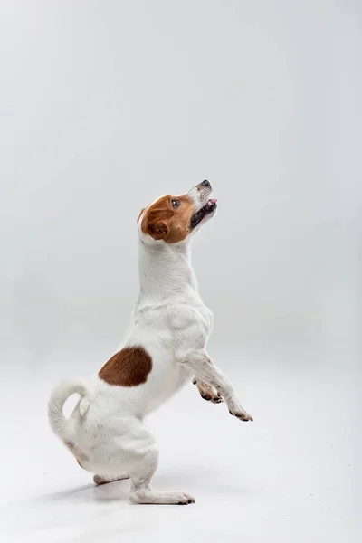 Jack Russell terrier przygotowania do skoku — Zdjęcie stockowe