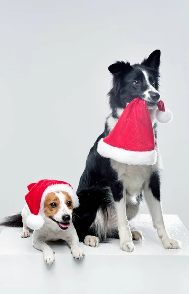 Border Collie und Jack Russell Terrier — Stockfoto