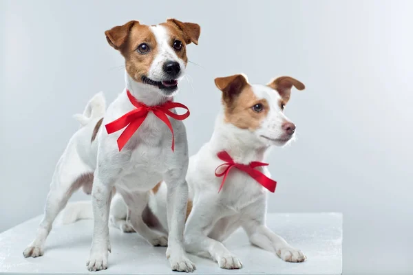 Jack Russell Terrier beyaz 
