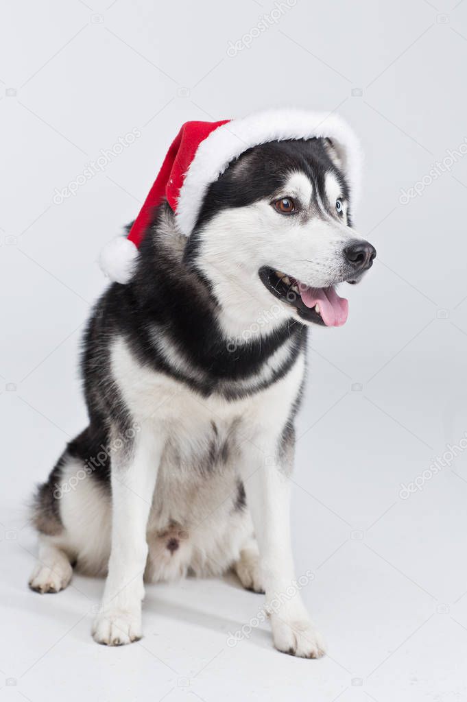 Siberian husky dog in Santa hat