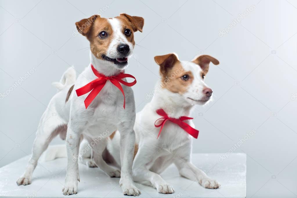 Jack Russell terriers on white 