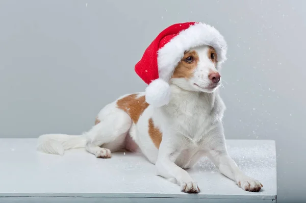 Jack Russell Terrier mit Weihnachtsmütze — Stockfoto