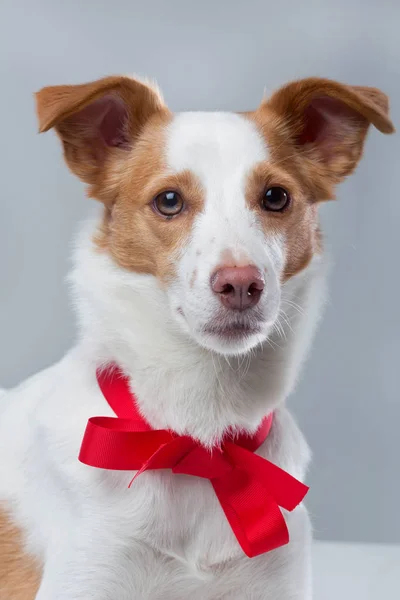 Jack Russell terrier con fiocco rosso — Foto Stock