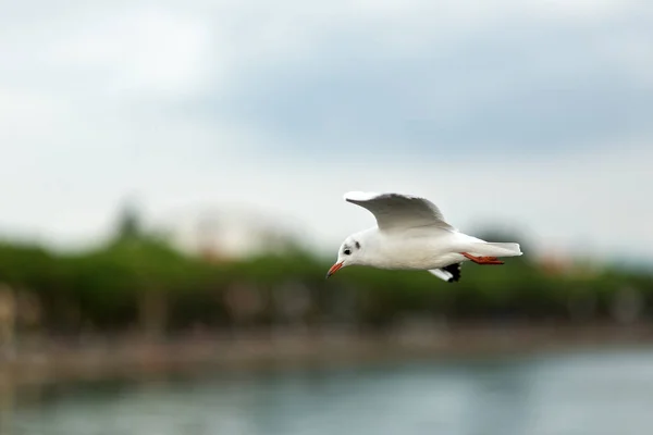One white flying bird — Stock Photo, Image