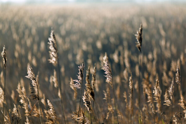 plants ears in meadow