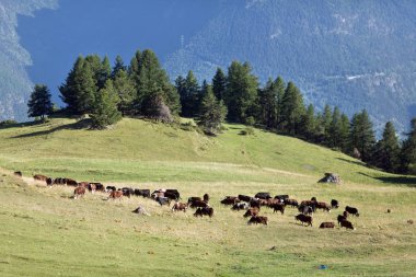 dağ çayır üzerinde otlayan inekler