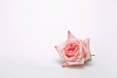 beyaz yüzey üzerinde bir kesme gül closeup görünümü