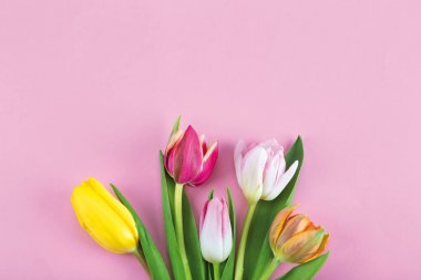 kesme Lale closeup görünümünü pembe yüzeyi