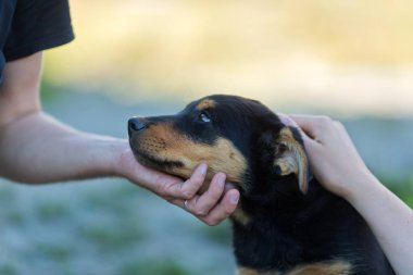 köpek yavrusu sevişme eller yan görünüm kırpılmış