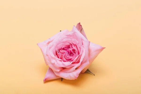 Vista Primer Plano Una Rosa Cortada Superficie Beige — Foto de Stock