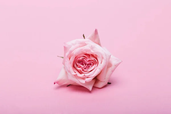 Vista Primer Plano Una Rosa Cortada Superficie Rosa — Foto de Stock