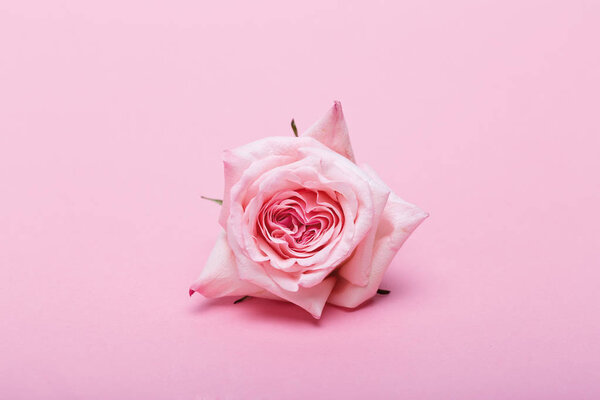 Closeup view of one cut rose on pink surface