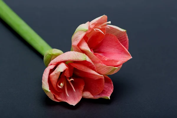 closeup view of two cut flowers on green stem
