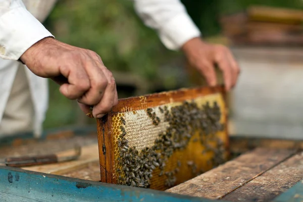 Nahaufnahme Des Imkers Mit Bienenstock Rahmen Mit Honigzellen Und Bienen — Stockfoto