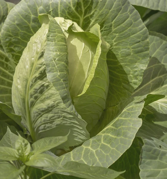 Fresh Green Cabbage — Stock Photo, Image