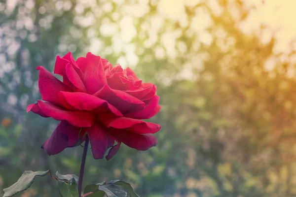 Upřímnou soustrast a sympatie červené růže pozadí Stock Fotografie