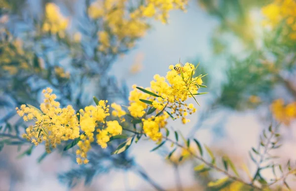 Αυστραλιανή χρυσή κίτρινο ανοιξιάτικα λουλούδια Καλαμωτή — Φωτογραφία Αρχείου