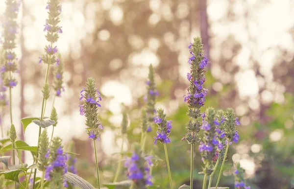 Salvia Chia listy a fialové květy — Stock fotografie