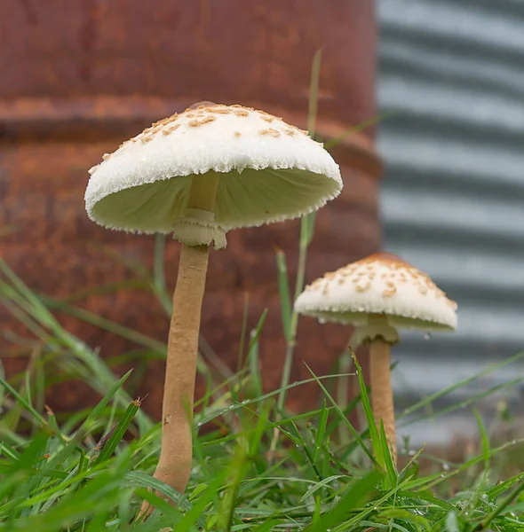 Dois cogumelos que crescem depois da chuva — Fotografia de Stock