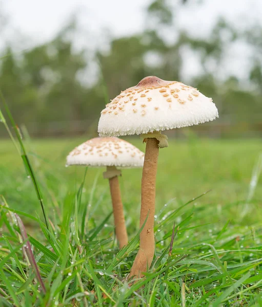 Due funghi selvatici in campo — Foto Stock