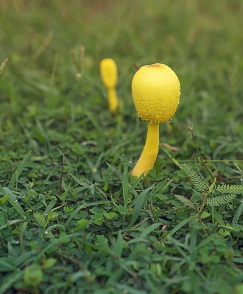 Fungo giallo velenoso Leucocoprinus birnbaumii — Foto Stock