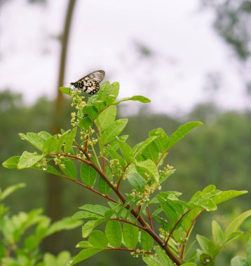 Peppertree Avustralya Glasswing kelebeği çiçek
