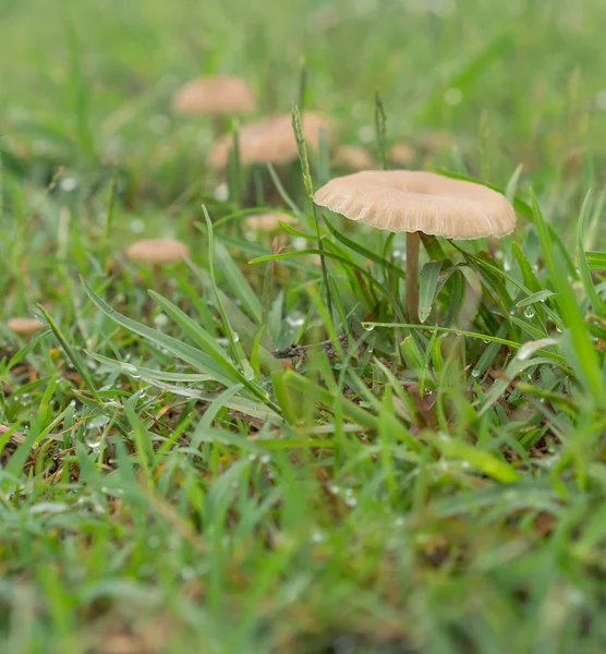 Wet living mushrooms in green grass after rain