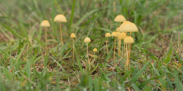 Champignons jaunes dans l'herbe humide après la pluie — Photo