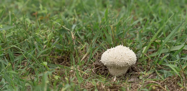 Fungo del fungo del puffball australiano — Foto Stock